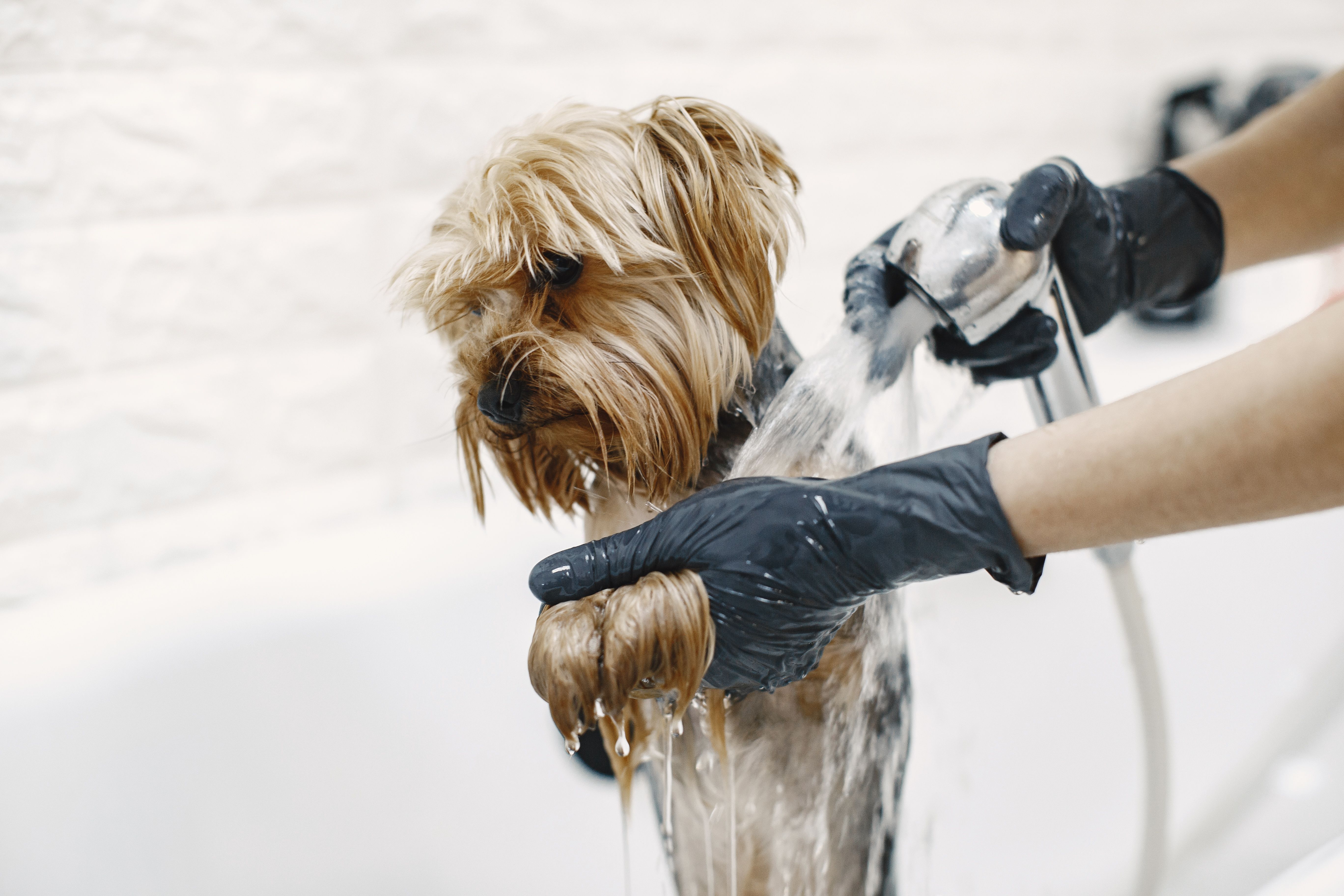 Banho e tosa em São José do Rio Preto — Mascote Urbano | Clínica Veterinária