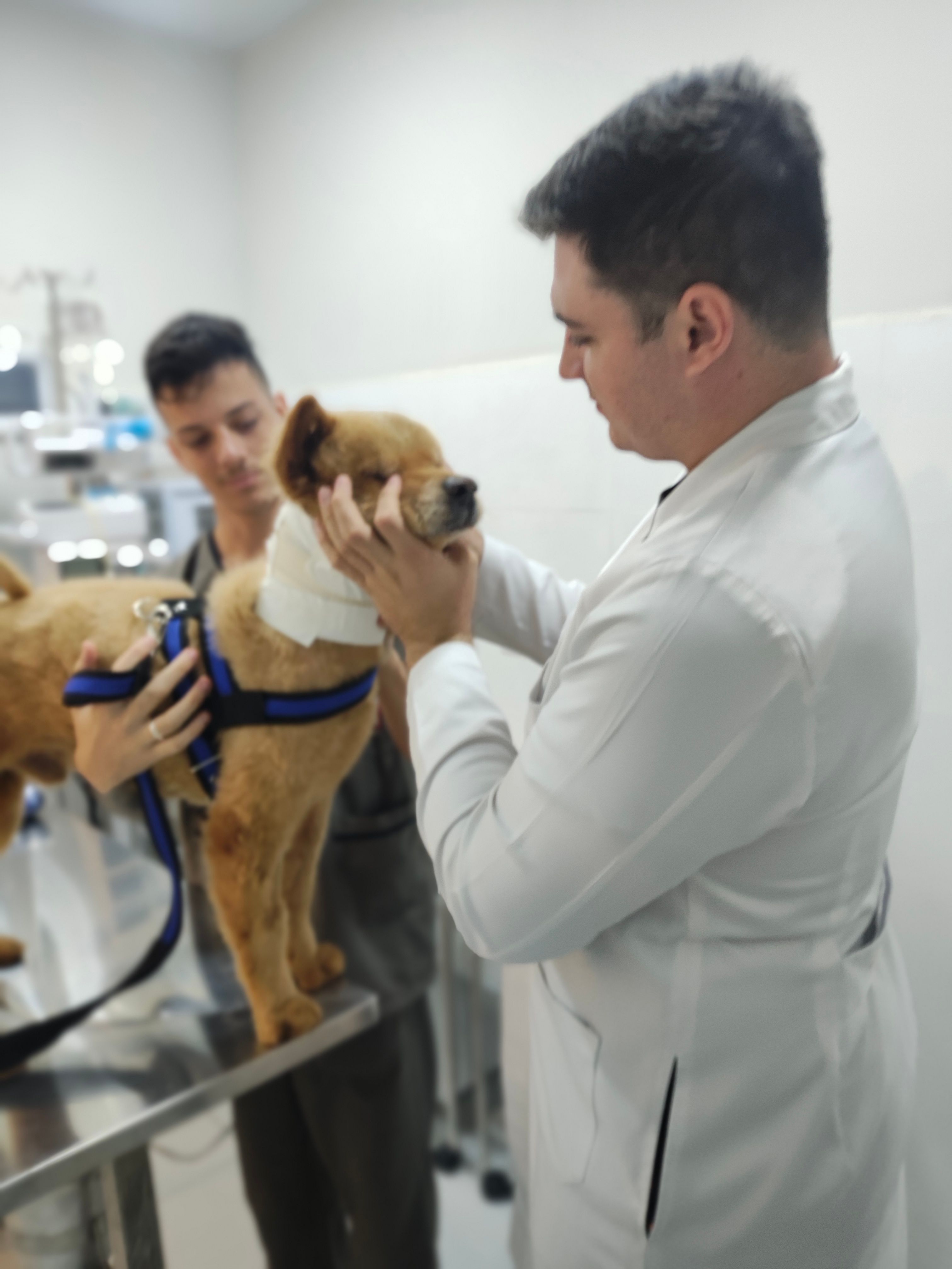 Pet acolhido na Mascote Urbano