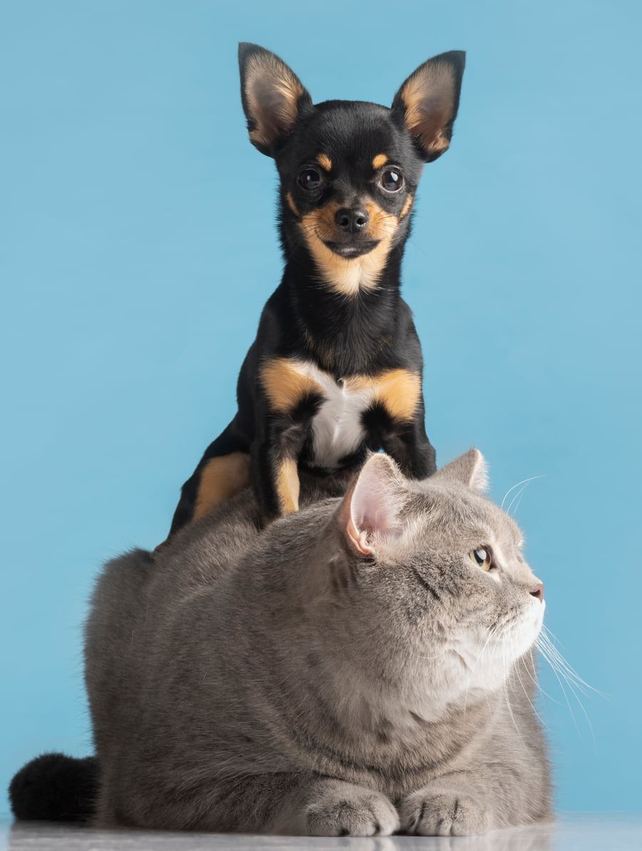 Cão e gato juntos — produtos para cães e gatos no Pet Shop Mascote Urbano | Clínica Veterinária