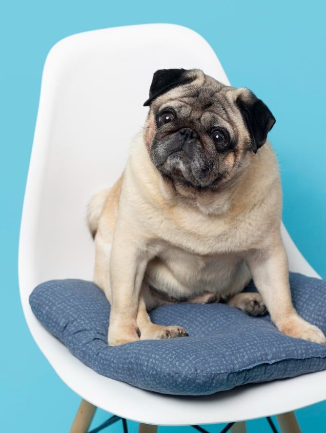 Pug sentado em cadeira — Pet Shop Mascote Urbano | Clínica Veterinária em São José do Rio Preto