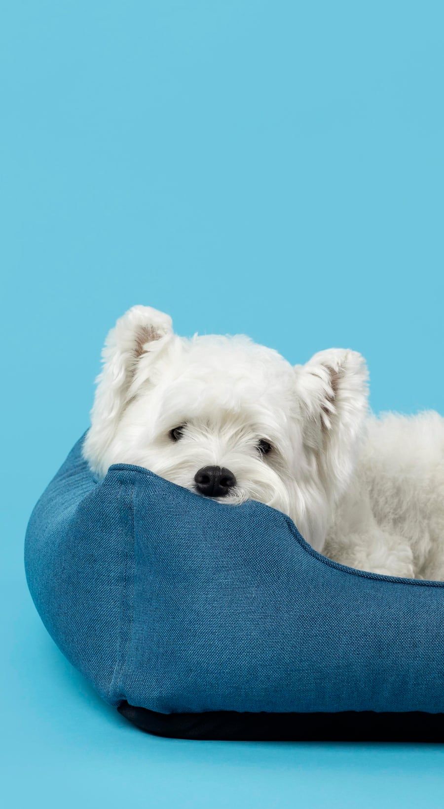 Cachorro branco deitado em cama para pets do Pet Shop Mascote Urbano | Clínica Veterinária