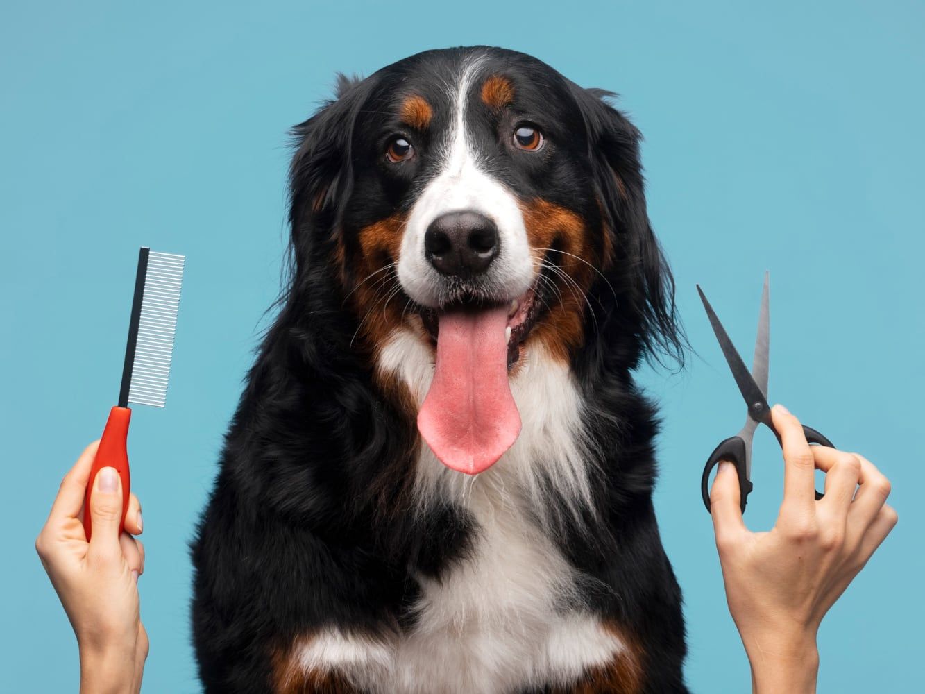 Cachorro de pelo longo entre um pente e uma tesoura, pronto para o banho e tosa na Mascote Urbano